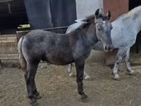 ፈረስ, Horses — ፎቶ 3