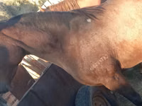 ঘোটকী, Arabian horse — ছবি 3