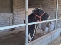 Dibi, Russian Black pied cattle — sawirka 4