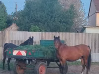 Mare, Horses — photo 3