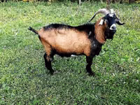 Taka, Czech Brown Shorthaired goats — 1-rasm