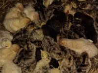 Turkeys — ছবি 3