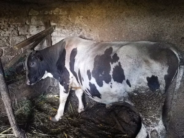 Bull, Holstein breed — Moldova