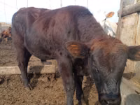Bull, Aberdeen-Angus — photo 1