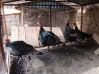Turkeys — photo 1
