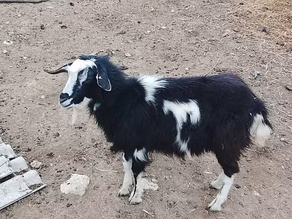 Kambing jantan, Goats — Azerbaijan