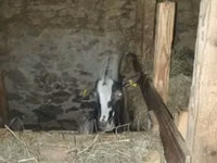 Kambing betina, Alpine goat — foto 4