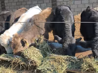 Bull, Cattle — photo 3
