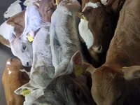 Bou, Bovine — foto 6