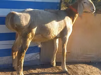 Խոյ, Arashan sheep — լուսանկար 1