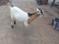ፍየሎች (ቡድን፣ ጾታ አልተጠቀሰም), Goats — ፎቶ 7