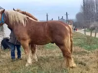 Aygır, Suffolk Punch — foto 8