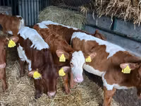 Bydło (partia, płeć nieokreślona), Simmental cattle — zdjęcie 8
