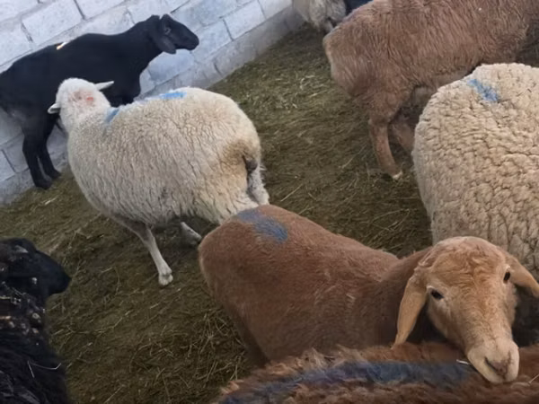 Ram, Sheep — Kyrgyzstan