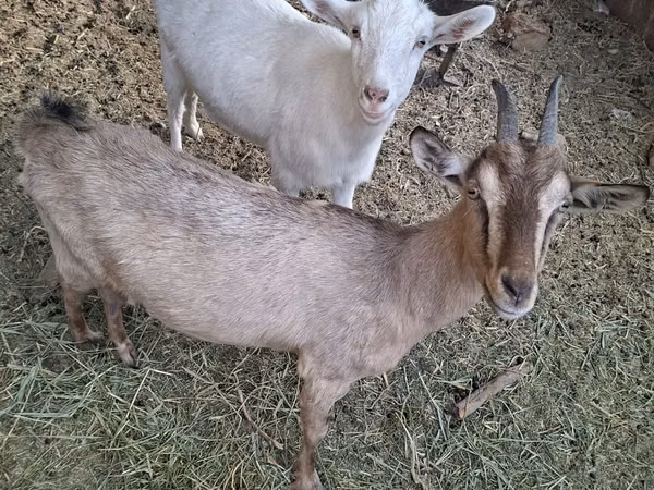 Billy Goat, Russian White goat