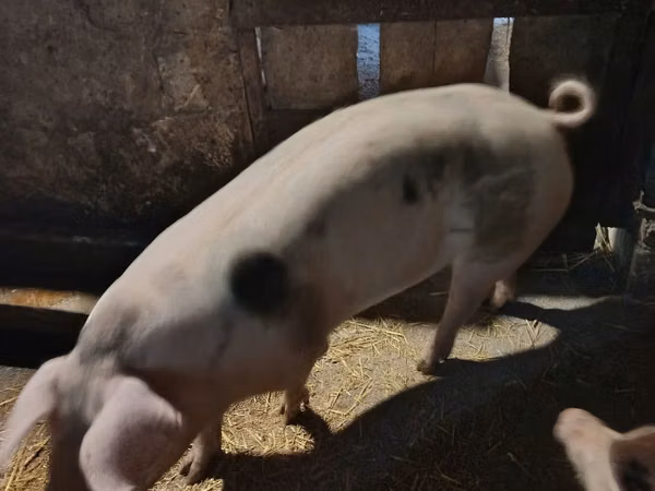 Sow, Pigs — Moldova