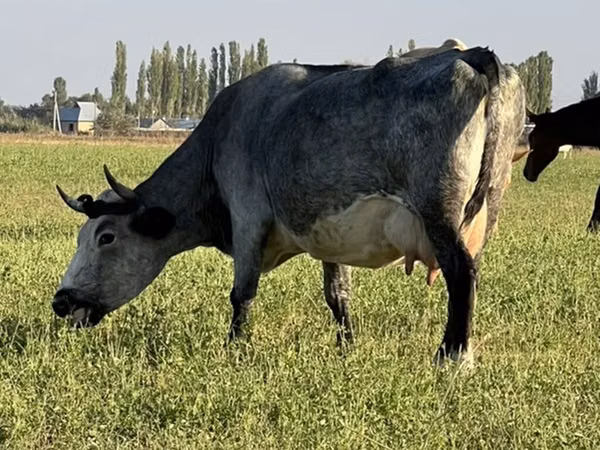 Lembu betina, Cattle