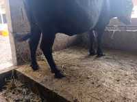 Cow, Swiss cattle — photo 7