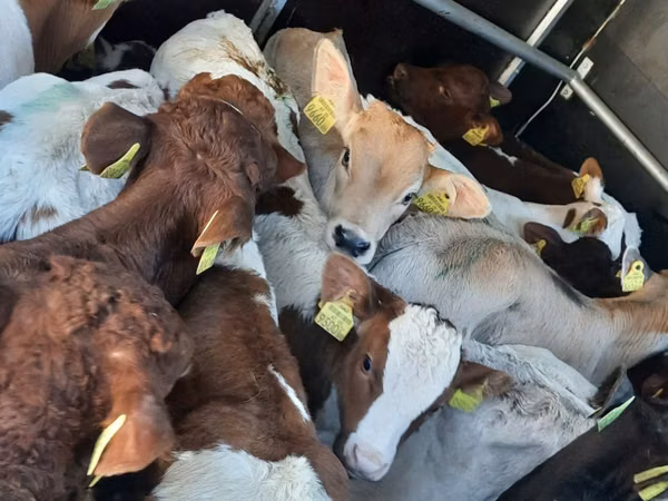 Bou, Vaca Limousine — Polonia