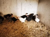 Chickens — foto 1