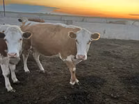 雌牛, Simmental cattle — 写真 4