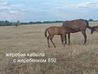 Mare, Horse breed — photo 7