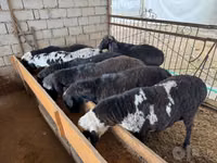 قوچ, Rhon sheep — عکس 3