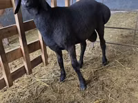Kambing jantan, Arashan sheep — foto 4