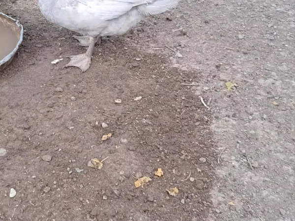 Ducks