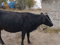 گائے, Russian Black pied cattle — تصویر 3