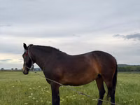 암말, 말 — 사진 4