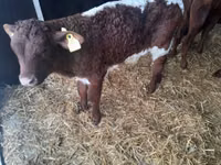 Bulle, Limousin-Kuh — Foto 1