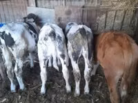 सांड, Russian Black pied cattle — फ़ोटो 2