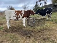 Cow, Russian Black pied cattle — photo 2