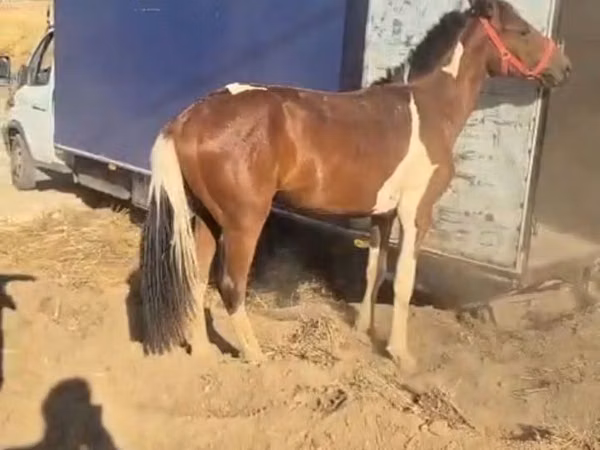 Horse (M), Horses — Kazakhstan