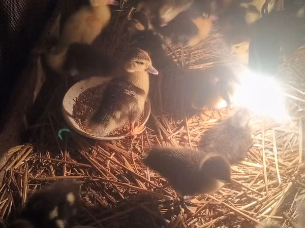 Canard musqué domestique — Azerbaïdjan