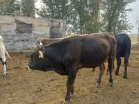 Byk, Russian Black pied cattle — zdjęcie 4