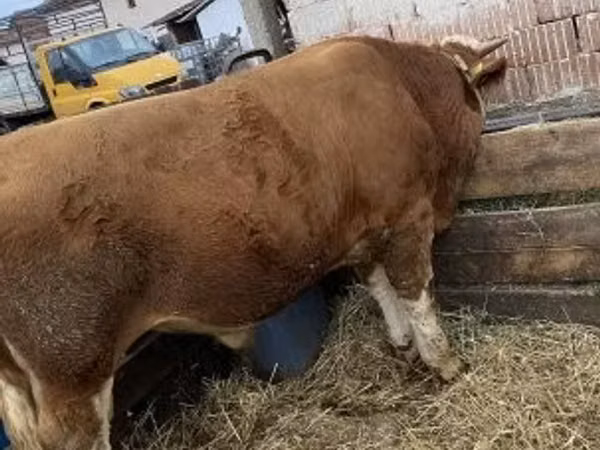 Bull, Hungarian Grey breed — Hungary