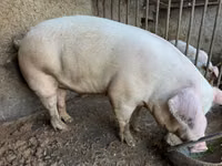 Boar, Pigs — photo 5