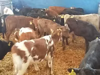 मवेशी (लॉट, लिंग निर्दिष्ट नहीं), Simmental cattle — फ़ोटो 1
