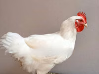 শামো চিকেন — ছবি 6