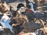 Ducks — عکس 1