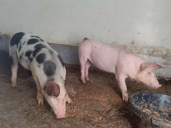 Sow, Pigs