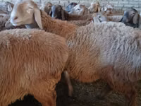 Carnero, Arashan sheep — foto 4
