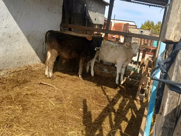 सांड, Swiss cattle — कज़ाखस्तान