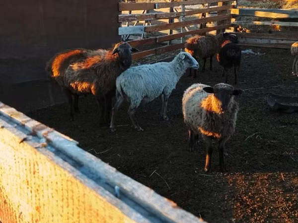 Ram, Edilbay sheep — Kazakhstan