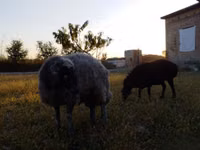 Beran, Rhon sheep — foto 5