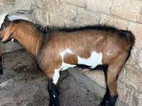 بز نر, Nubian Goat — عکس 4