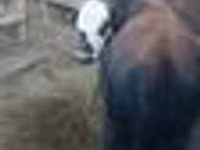 Bull, Kazakh White-headed cow — photo 4