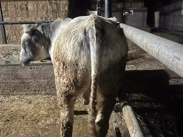 雄牛, Swiss cattle